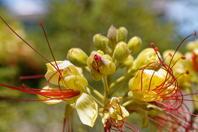Jardin Botanique de la Bastide-001
